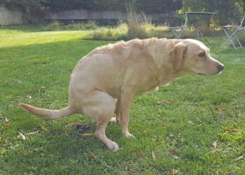 OUTOA: Suuri määrä koiranomistajia tekee tämän järkyttävän tunnustuksen