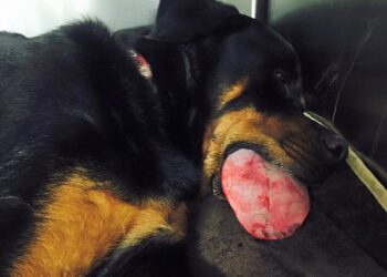 Turvalliset ja terveelliset purulelut koirillesi