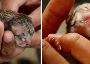 KATSO: Perhe löytää pienen kujakissan – huomaa myöhemmin, ettei se ole sitä miltä näyttää