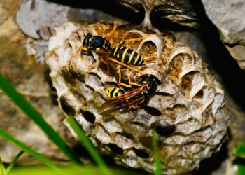 Kesä ilman ampiaisia – Toimii!