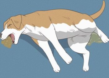 Haluatko Tietää Minkä Pituisen Elämän Eri Koirarodut Kestävät? Lue Tämä!