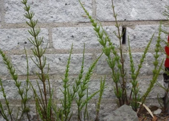 Heermoes: Kuinka Hallita Tämä Itsepintainen Rikkaruoho