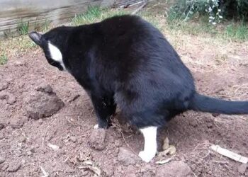 Kuinka pitää naapuruston kissat poissa puutarhastasi