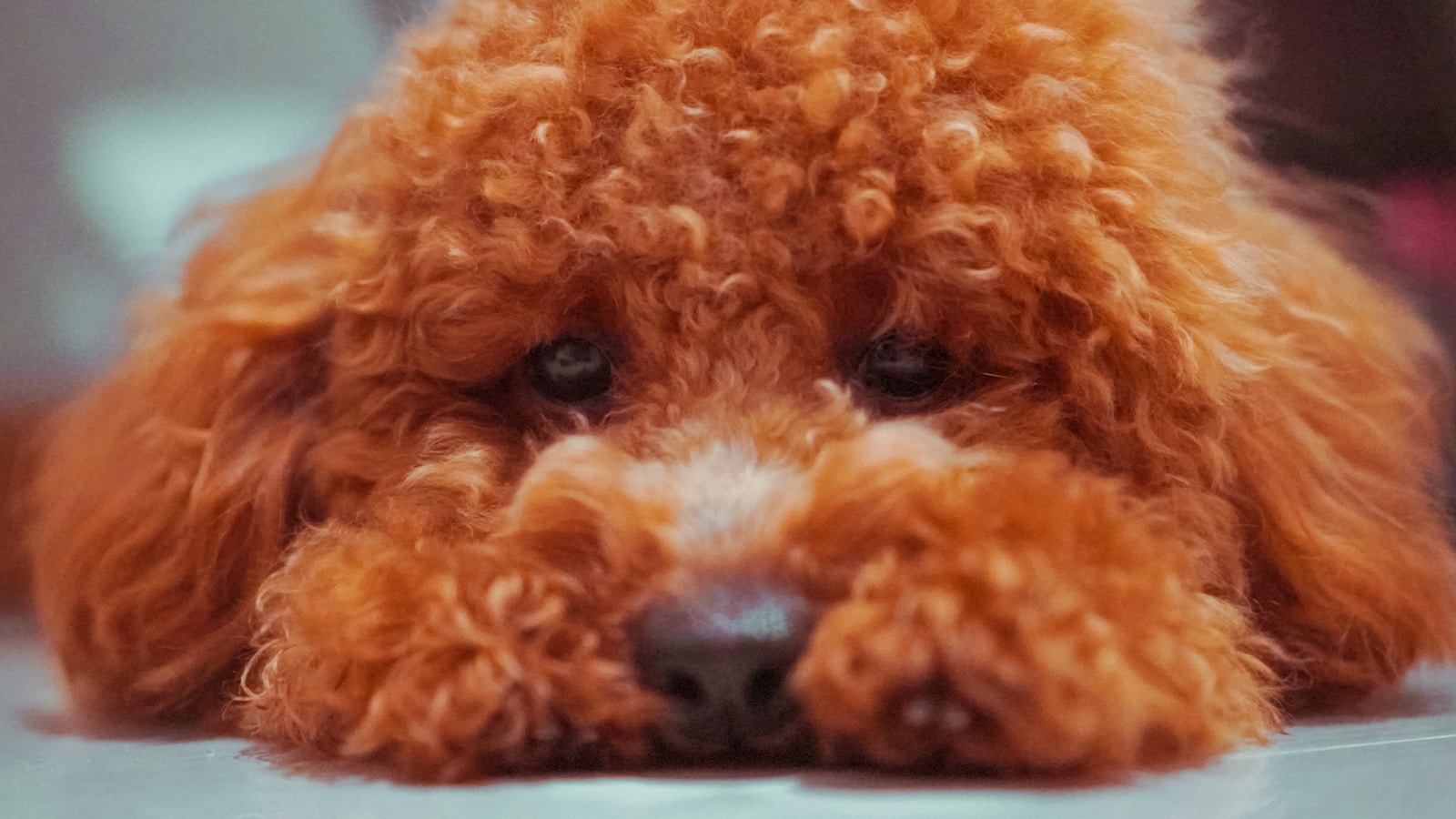 brown long coated dog on white textile