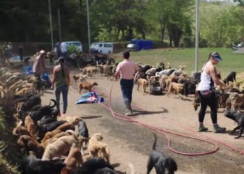 Liikkuvia kuvia Costa Ricassa sijaitsevasta yli 1 000 koiran eläinsuojasta