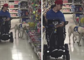 Avustajakoiran syntymäpäivä – joten se saa valita oman lahjansa!