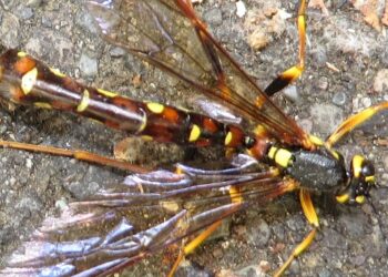 Tutkijat löysivät uuden ampiaislajin, jonka pisto on yhtä tappava kuin ase.