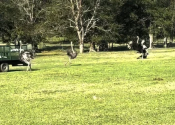 Video: Matka safaripuistoon menee pieleen vierailijaryhmälle